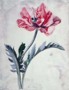 Bloemstukken, Oosterse Klaproos